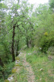 Sentier dans la montagne de Miollans Sentier dans la montagne de Miollans