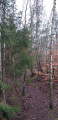 Sentier dans la Réserve Naturelle Stengeforter-Steekaulen Sentier dans la Réserve Naturelle Stengeforter-Steekaulen