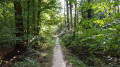 Sentier dans le Bois d'Enghien Sentier dans le Bois d'Enghien