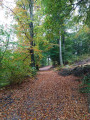 sentier en forêt sentier en forêt