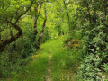 sentier en sous-bois sentier en sous-bois