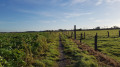 Sentier entre le Chemin Dugnolle et la Rue Wastine Sentier entre le Chemin Dugnolle et la Rue Wastine