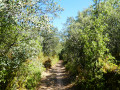 Sentier forestier Sentier forestier