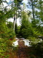 Sentier forestier Sentier forestier