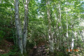 Sous-bois Sous-bois