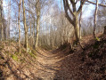 Sous bois Sous bois
