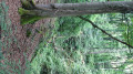 Sur le chemin du retour - Morceau de forêt près d' "an der Fiels" Sur le chemin du retour - Morceau de forêt près d' "an der Fiels"