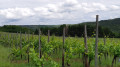 Sur le chemin du retour - Par les vignes, près de Burbach Sur le chemin du retour - Par les vignes, près de Burbach