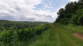 Sur le chemin du retour - Par les vignes, près de Burbach Sur le chemin du retour - Par les vignes, près de Burbach