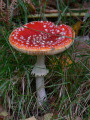 Le Bois de Baudour Le Bois de Baudour