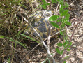 Tortue Tortue