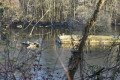 Bois de Sainte-Assise côté Seine Bois de Sainte-Assise côté Seine