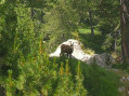 Les Lacs de Prals en boucle Les Lacs de Prals en boucle