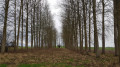 Un insolite alignement d'arbres le long de la Rue Tramasure Un insolite alignement d'arbres le long de la Rue Tramasure