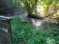 Promenade dans l'ancien lit du Rhin 4 : autour du Petit Rhin Promenade dans l'ancien lit du Rhin 4 : autour du Petit Rhin