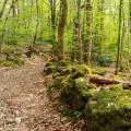 Découverte des hameaux du Haut-Morvan par les routes forestières Découverte des hameaux du Haut-Morvan par les routes forestières