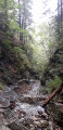Une forêt sauvage Une forêt sauvage