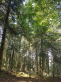 une magnifique forêt une magnifique forêt