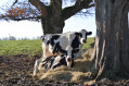 Vaches en bordure de chemin Vaches en bordure de chemin