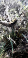 Végétation de la forêt de Bélouve Végétation de la forêt de Bélouve