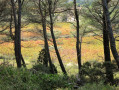 Massif de la Clape : plateau et grottes de Figuières Massif de la Clape : plateau et grottes de Figuières