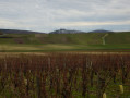 Dans le vignoble de Sury-en-Vaux Dans le vignoble de Sury-en-Vaux