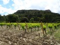 vignoble vignoble