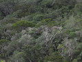 Vue sur la forêt primaire Vue sur la forêt primaire