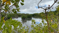 Vue sur la mangrove